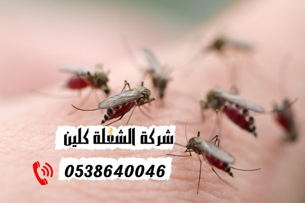 كيفية التخلص من الناموس؟