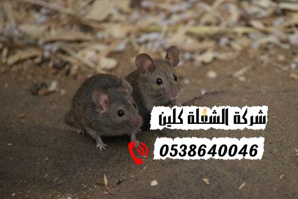 ما هي الأضرار التي تسببها الفئران في المنزل؟