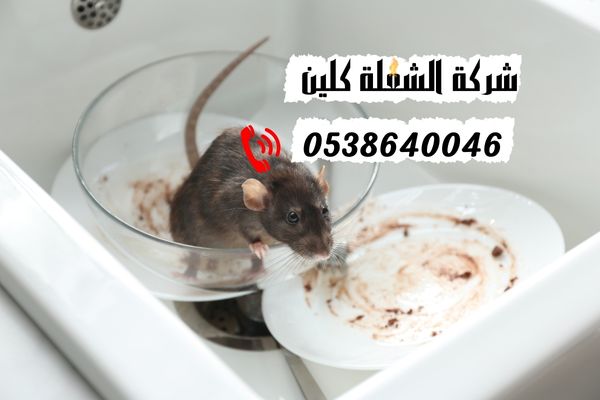 مكافحة الفئران بالدمام